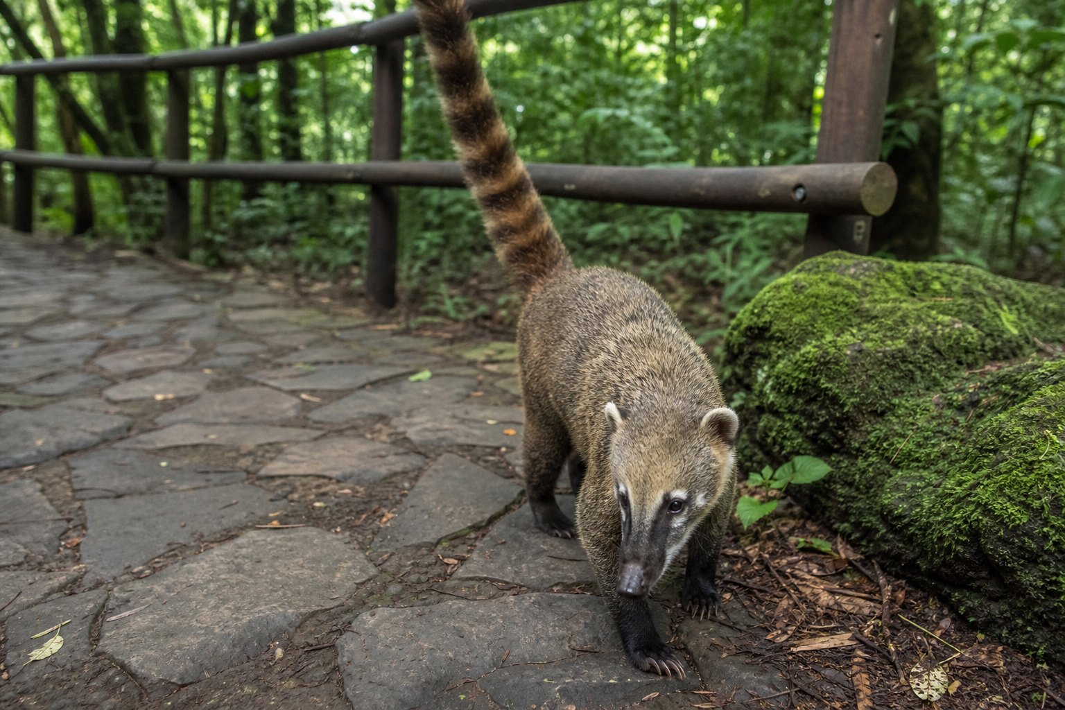 Iguazu Coati