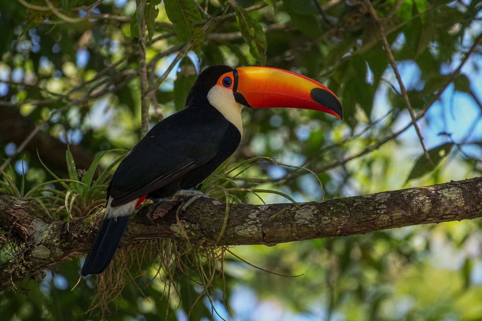 Iguazu Toucan