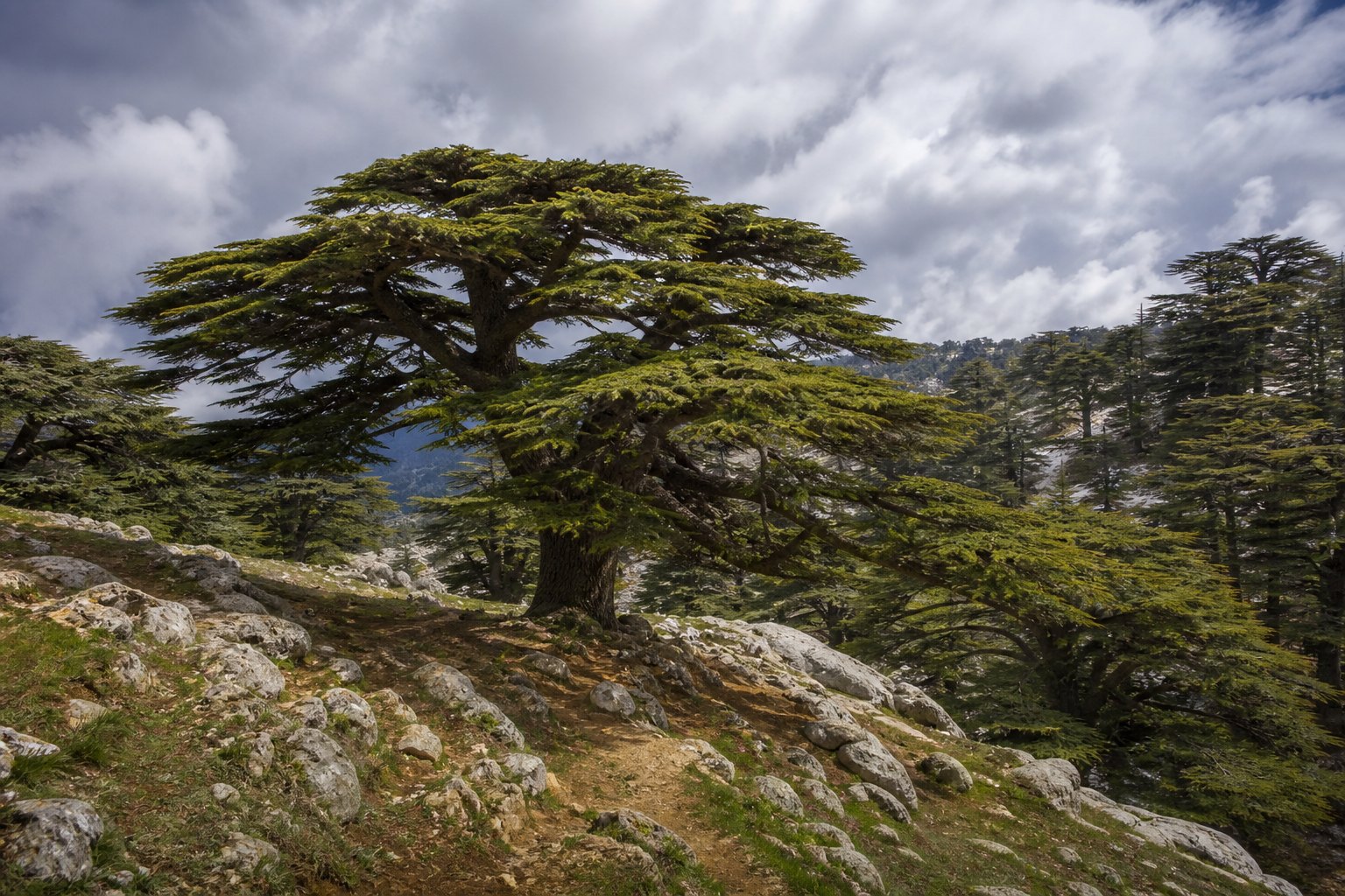 Lebanon Cedars