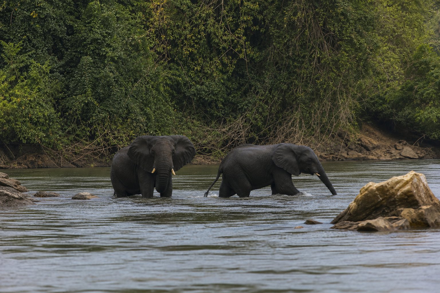 Liberia Forest Elephants