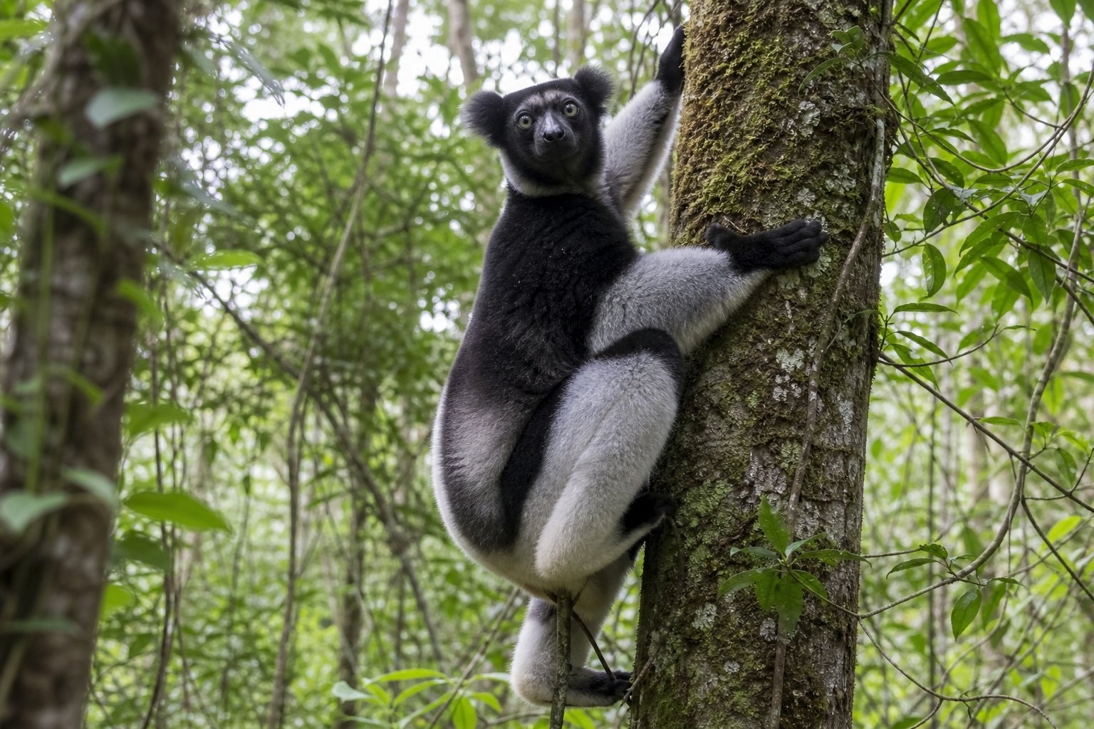 Madagascar Indri