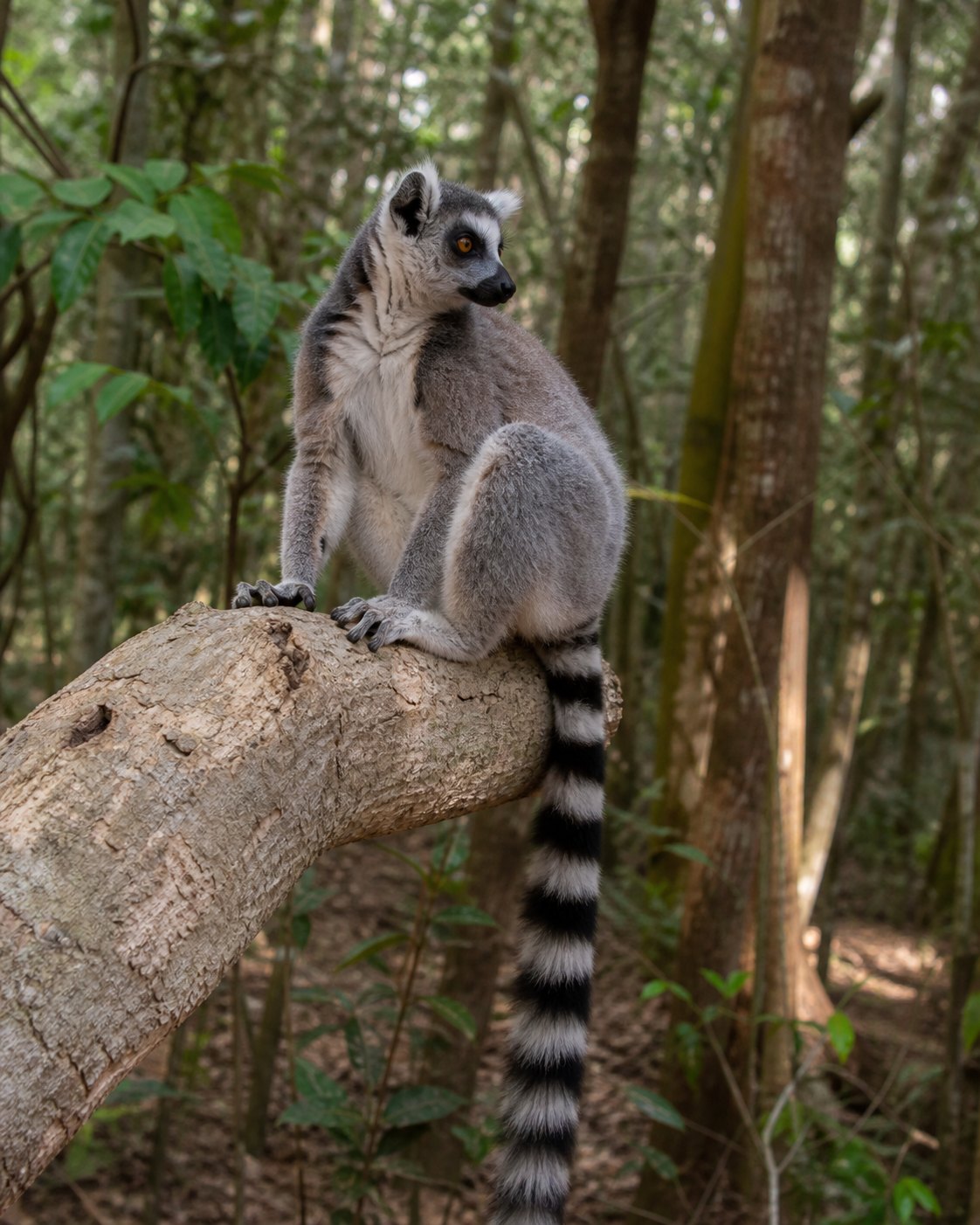 Madagascar Lemur