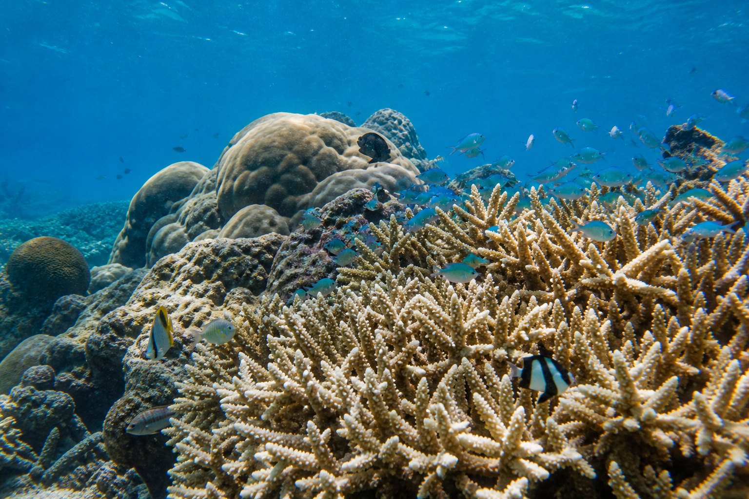 Mauritius Blue Bay Reef