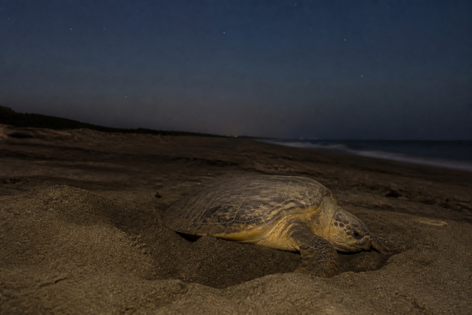 A green turtle nesting at Ras al Jinz, Oman