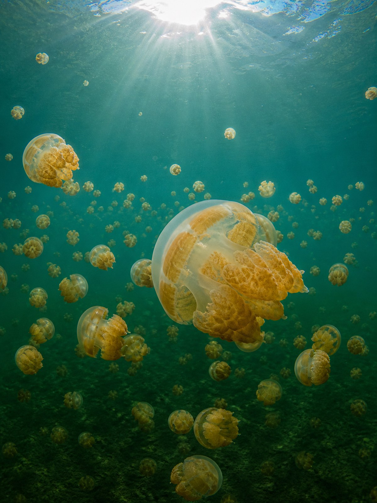 Golden jellyfish in Jellyfish Lake, Palau