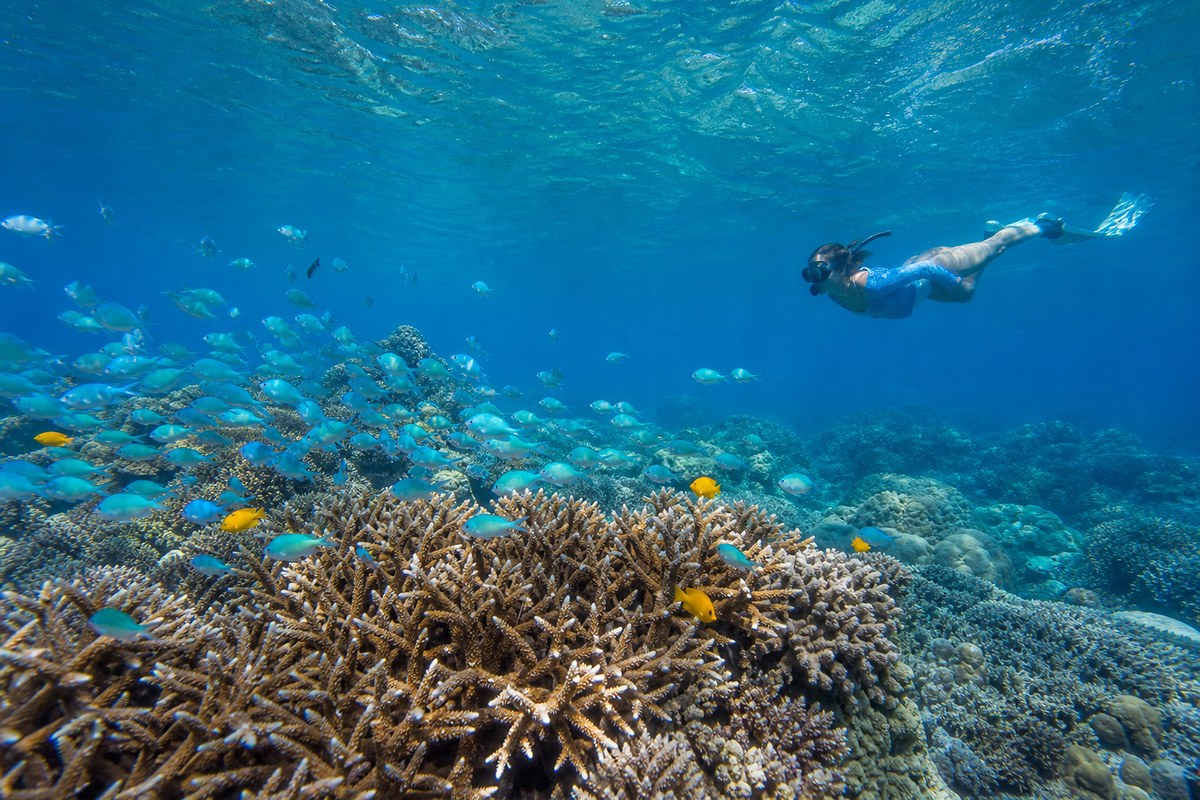Snorkelling over coral reef in Palau