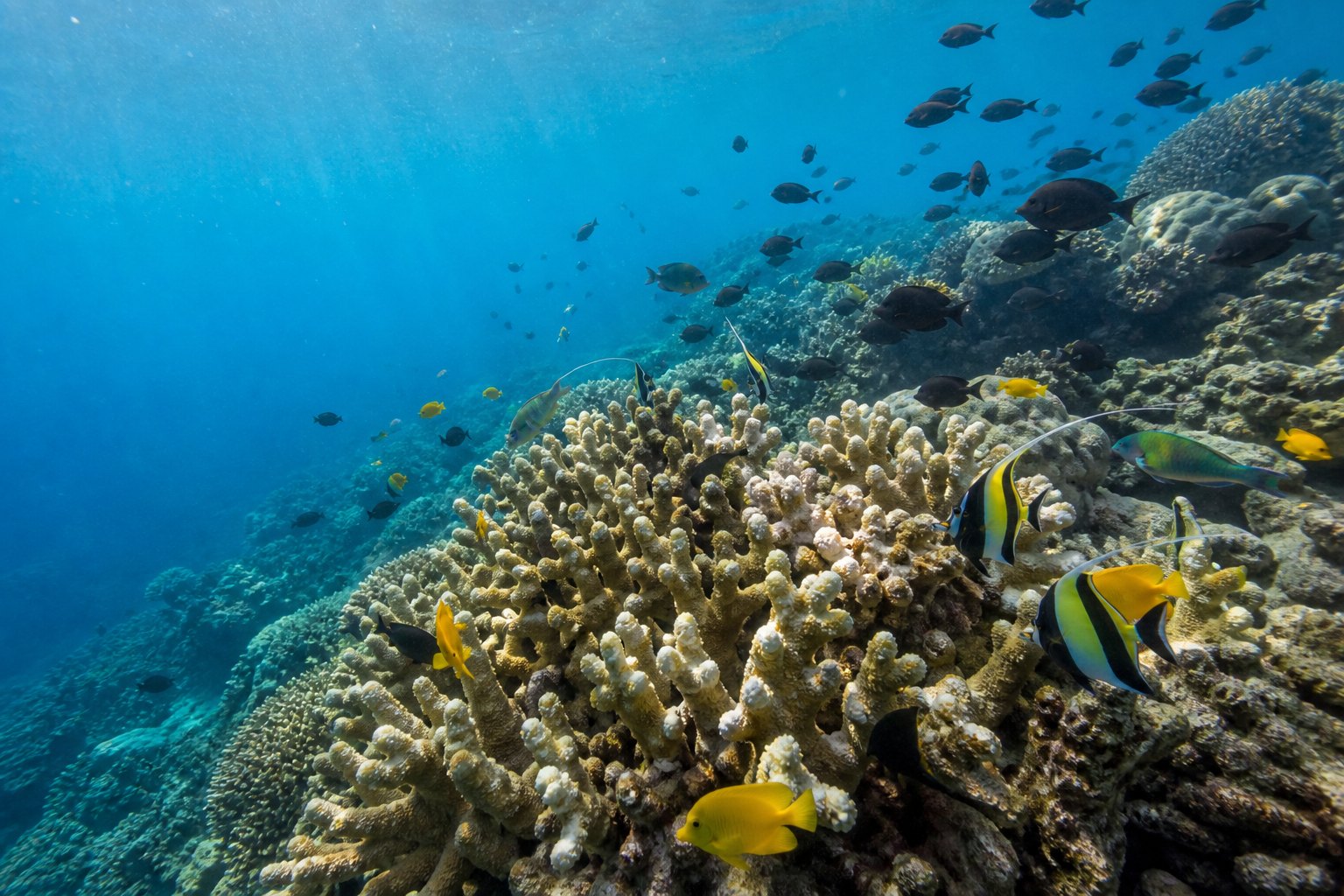 Papua New Guinea Loloata Island Coral Reef