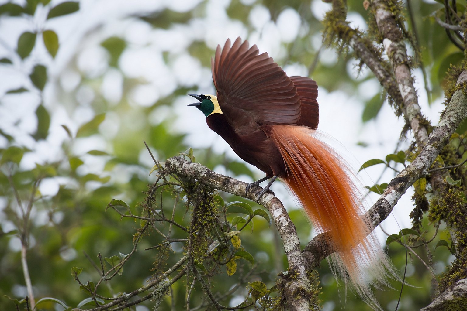Papua New Guinea Raggiana Bird of Paradise