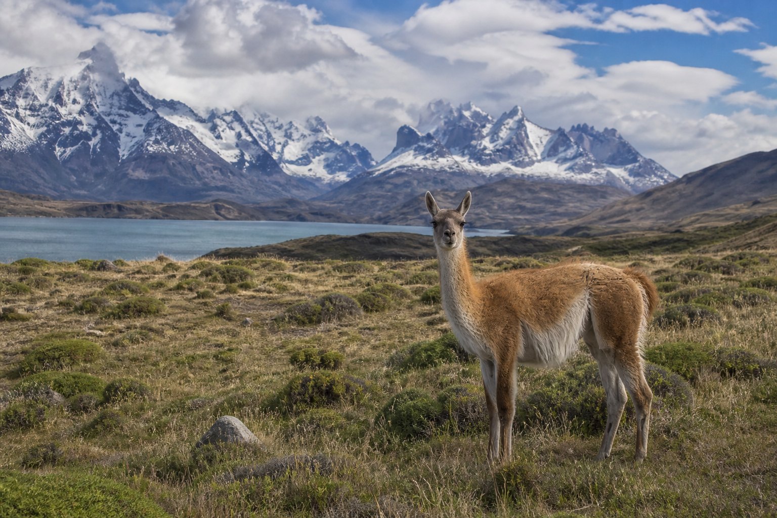 Patagonia Guanaco