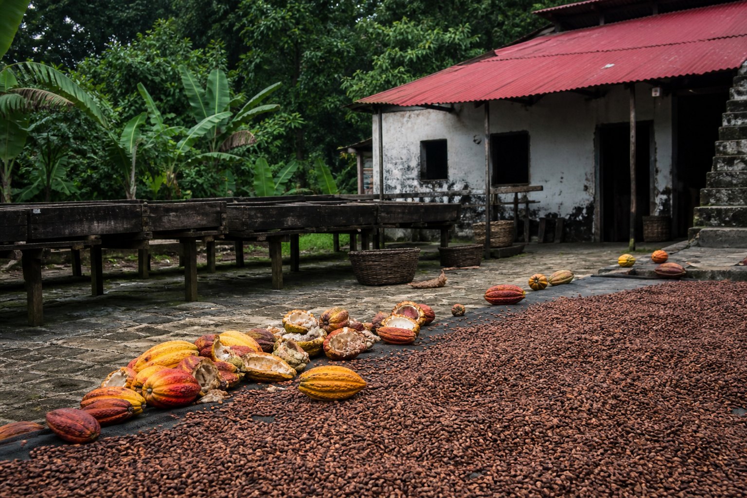 Sao Tome Cocoa