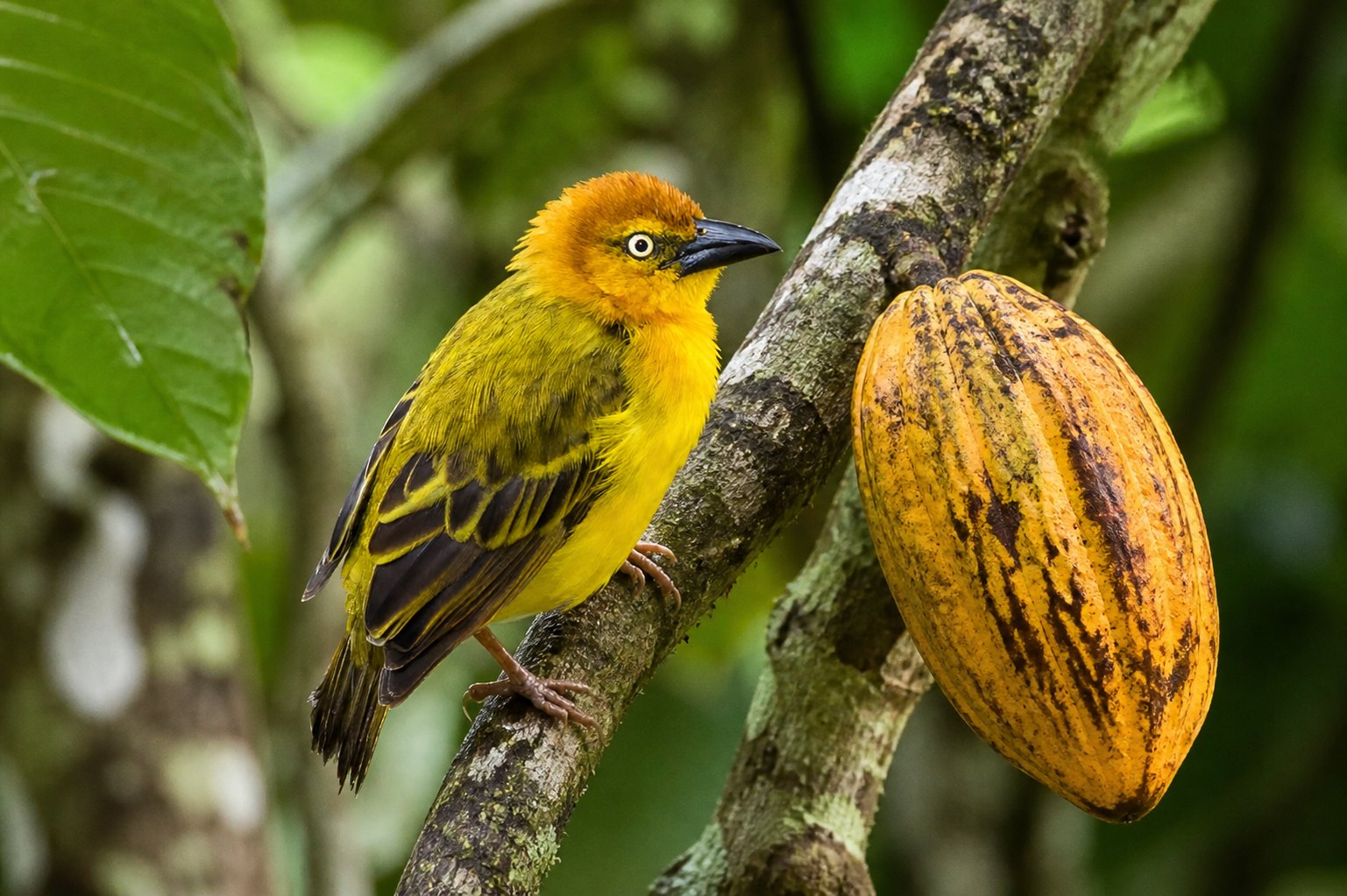 Sao Tome Golden Weaver