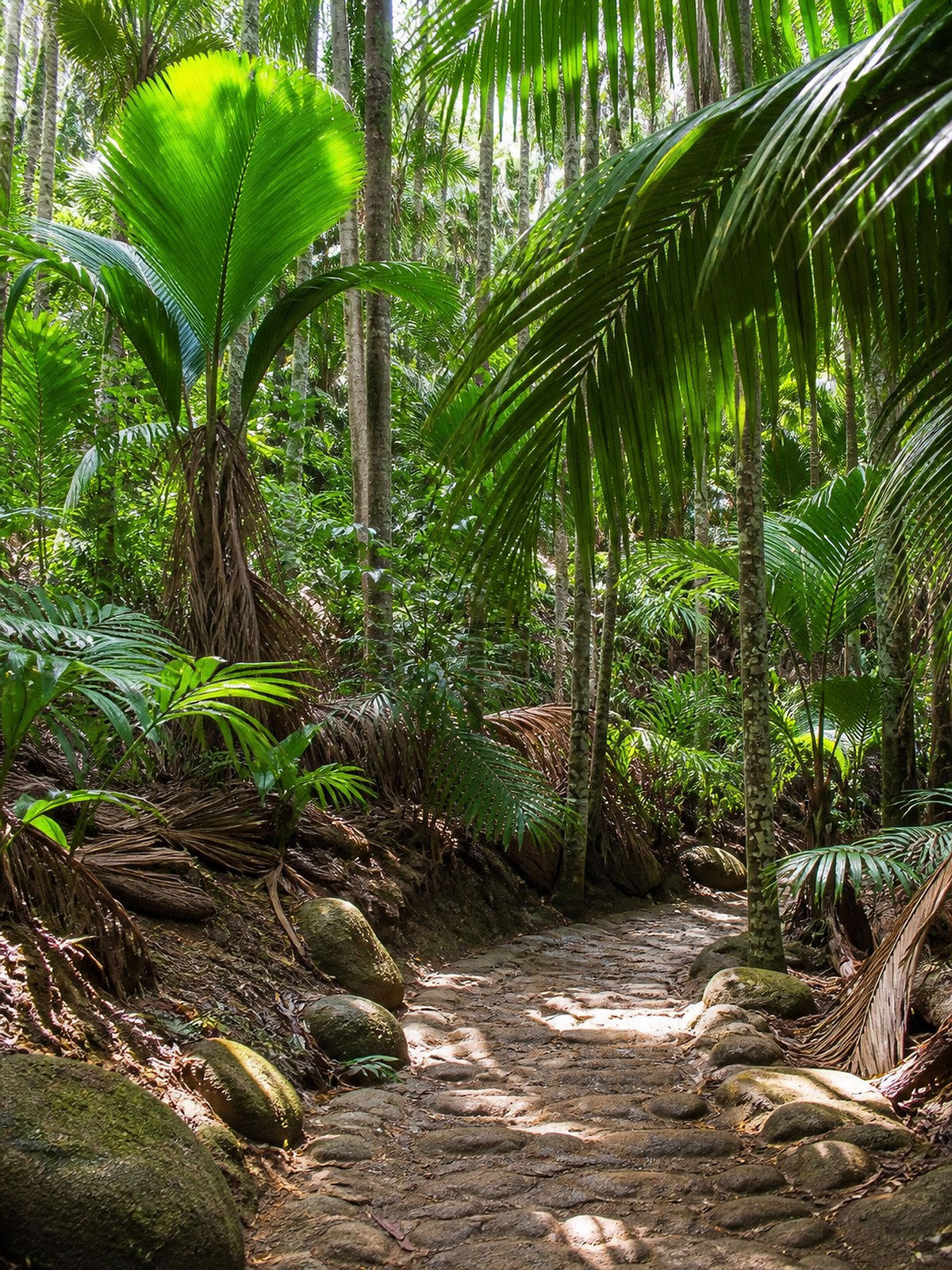 Coco de mer palms in the Vallée de Mai, Praslin, Seychelles