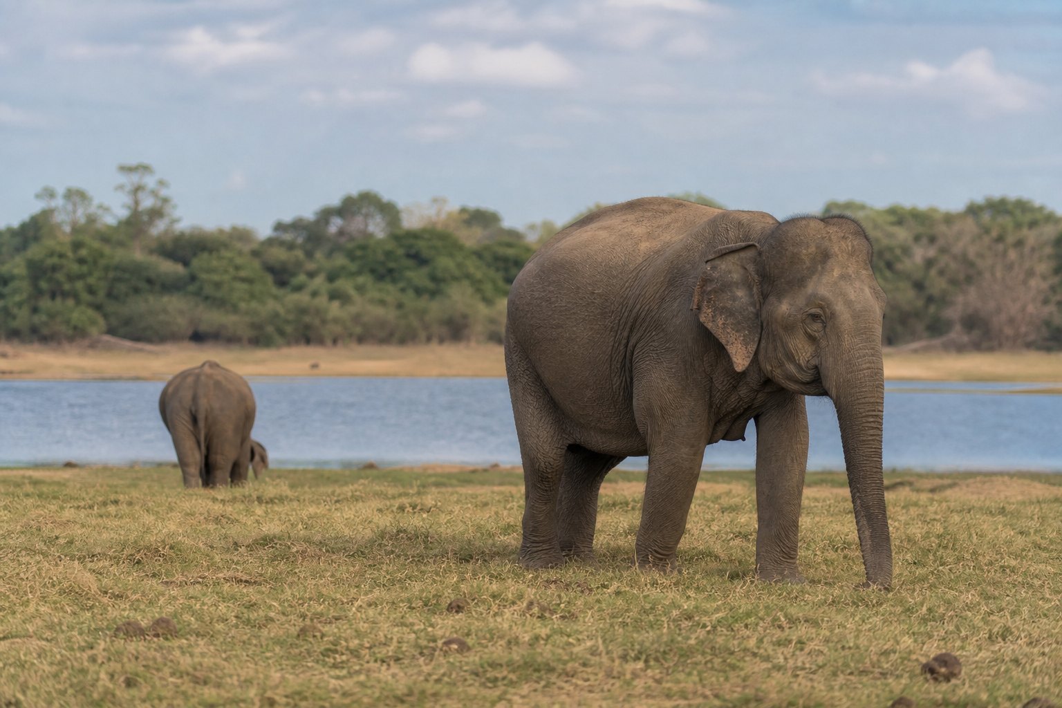 Sri Lanka Elephants