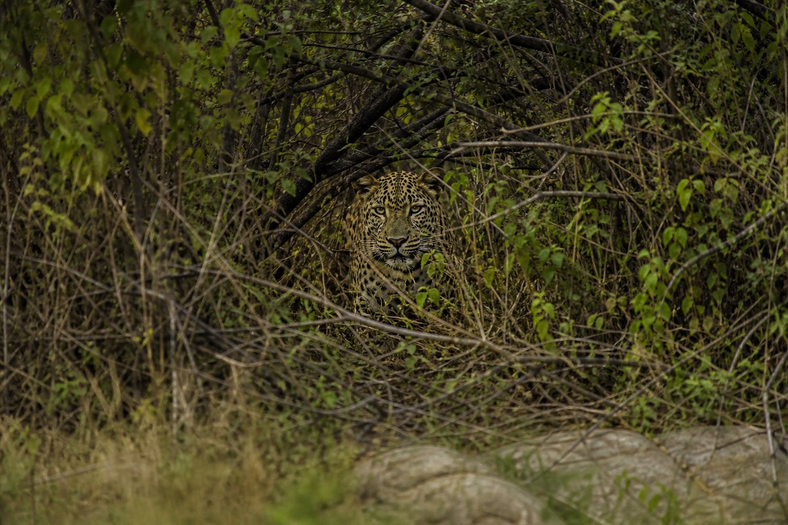 Sri Lanka Leopard