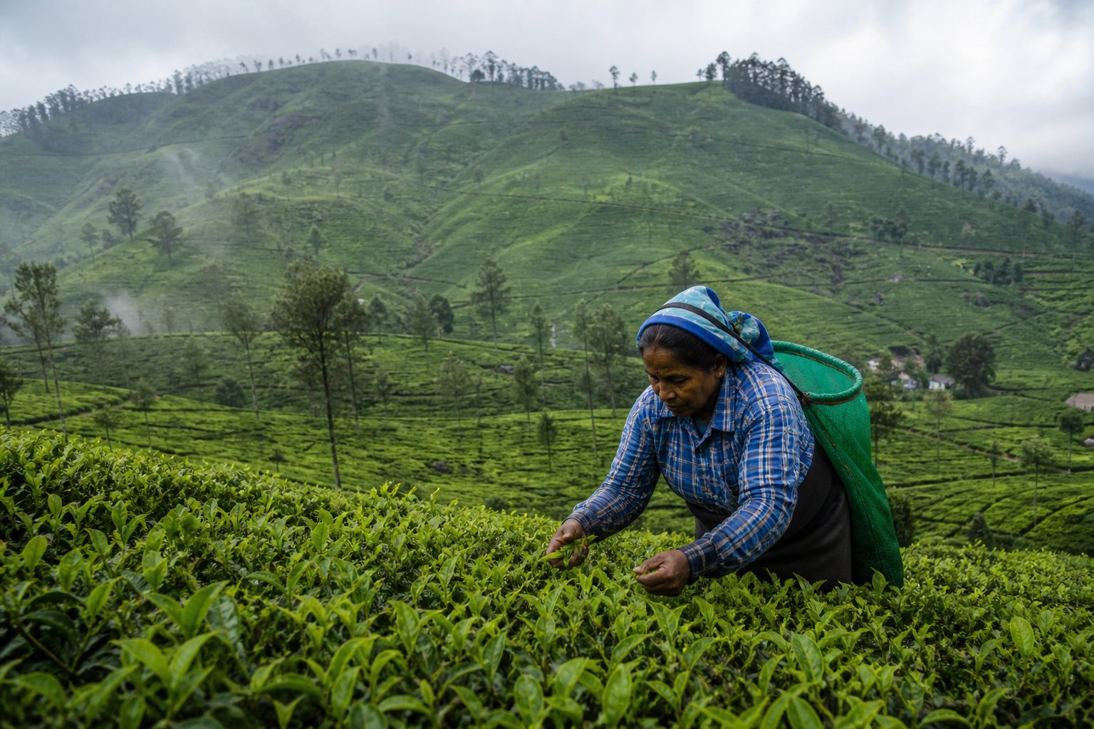 Sri Lanka Tea Country