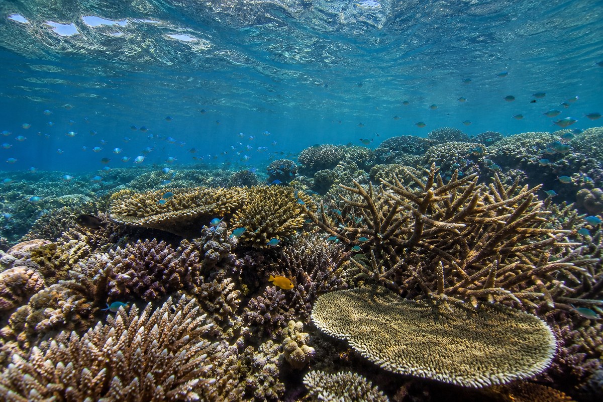 Coral reef off Atauro Island, Timor-Leste
