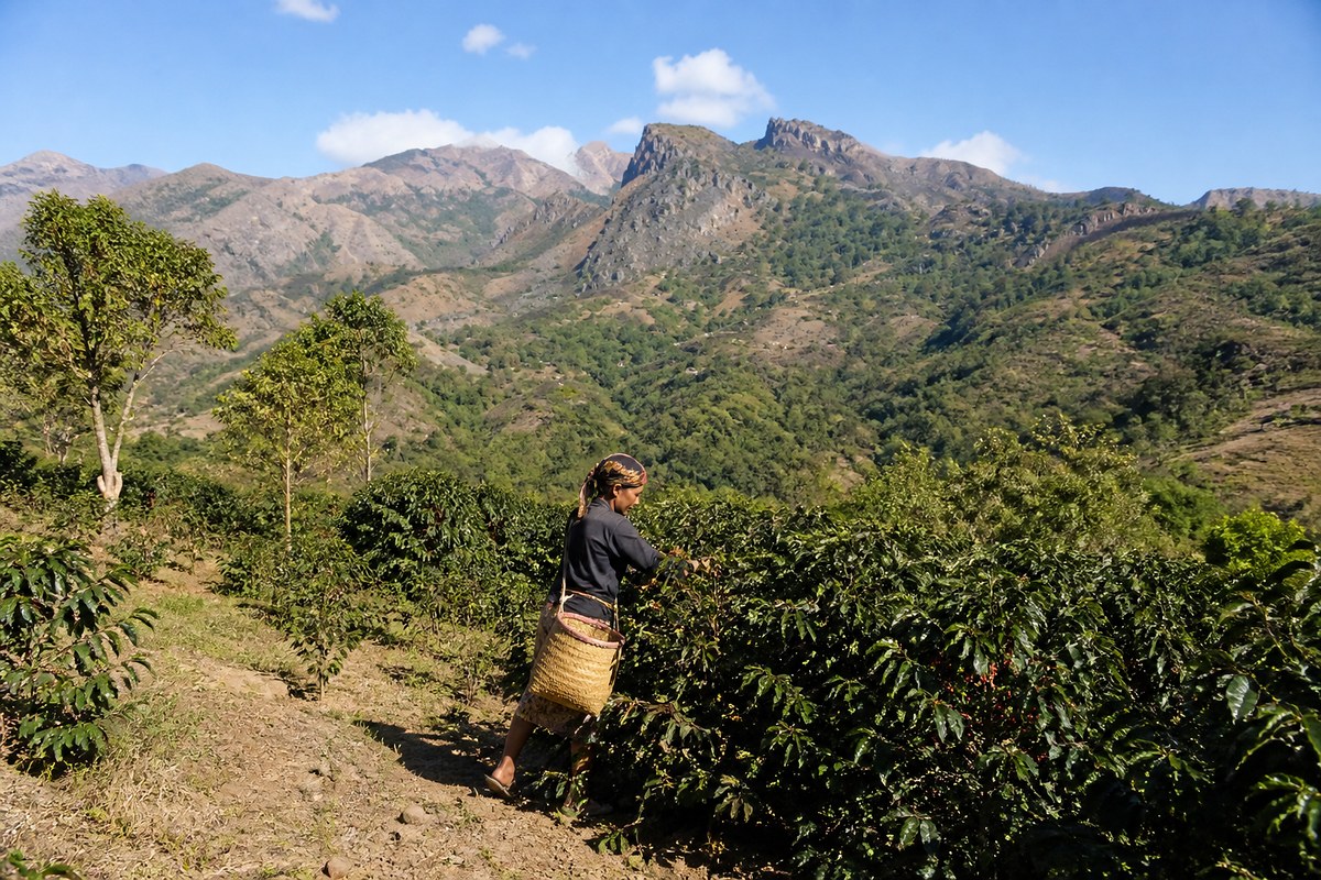 The coffee highlands around Maubisse, Timor-Leste