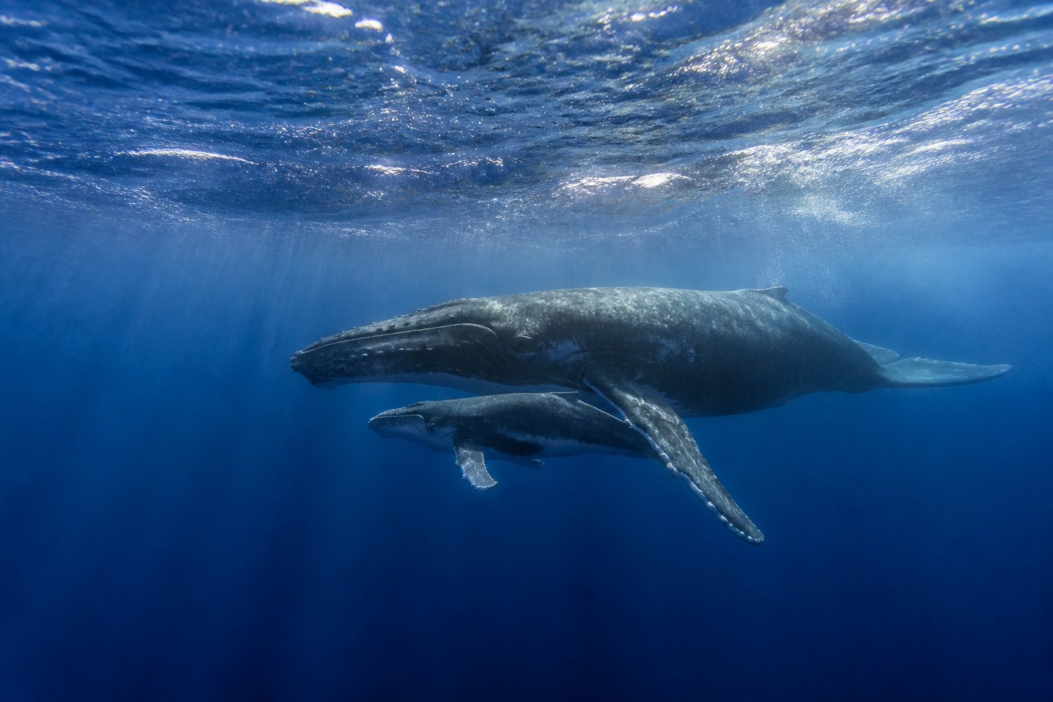 Tonga Humpback Whale Mother Calf