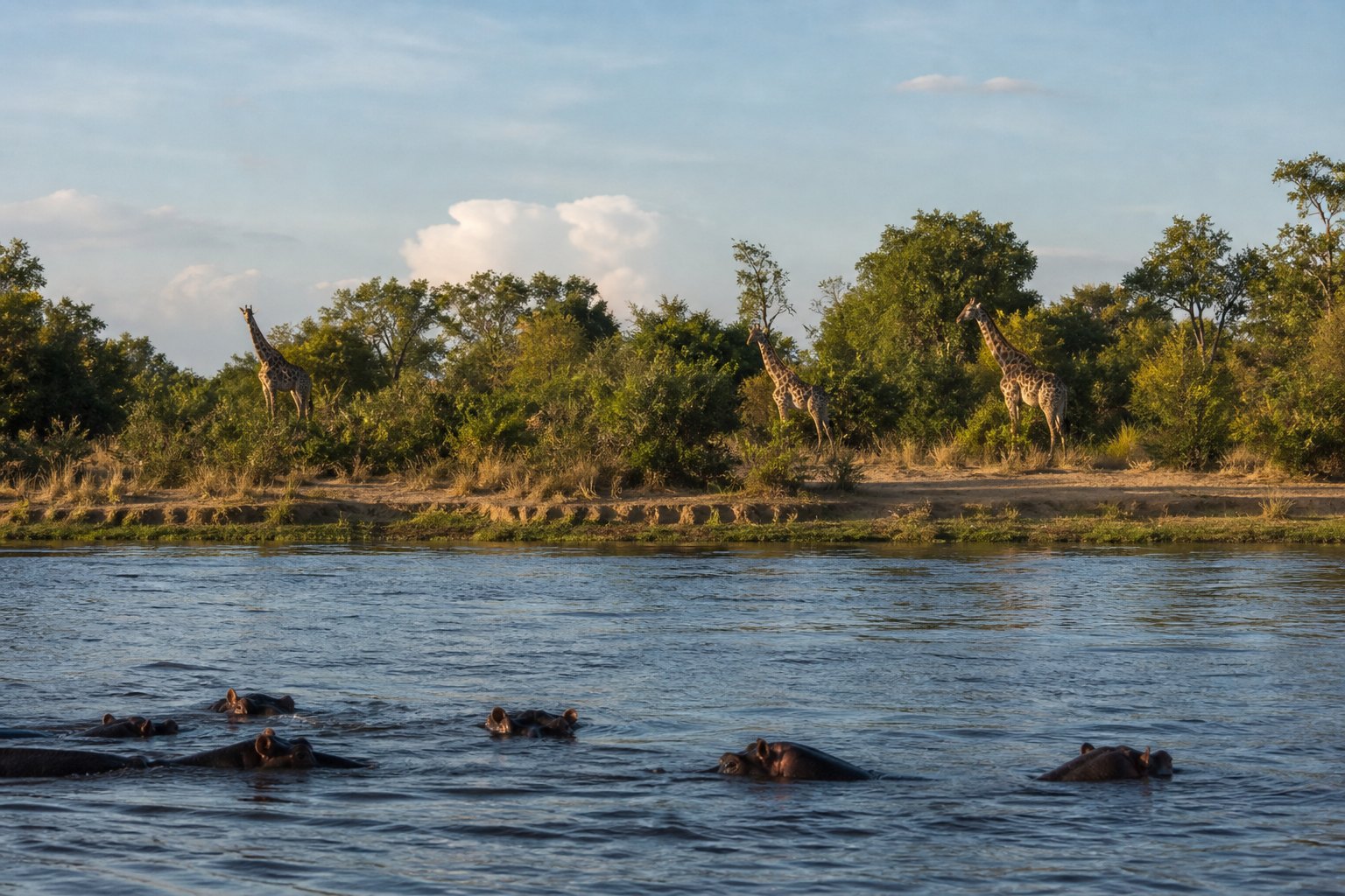 Zambia Zambezi River Hippos Giraffes