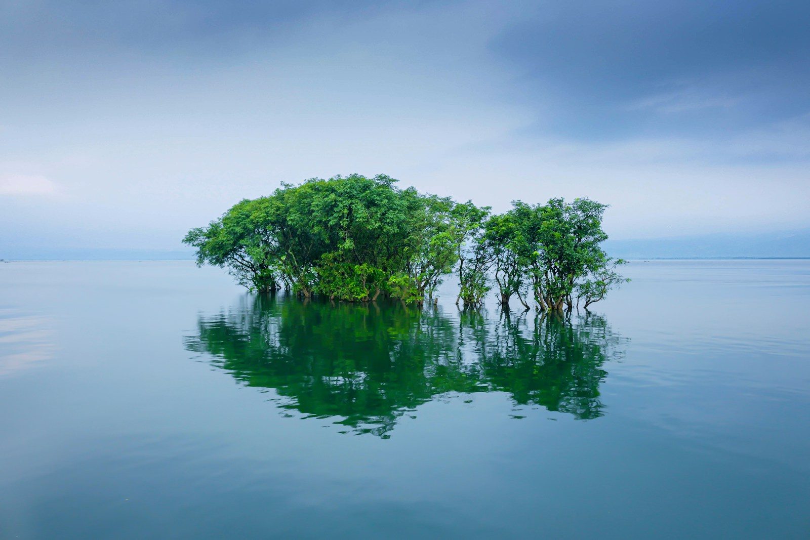 Mangrove forest along a Bangladesh river