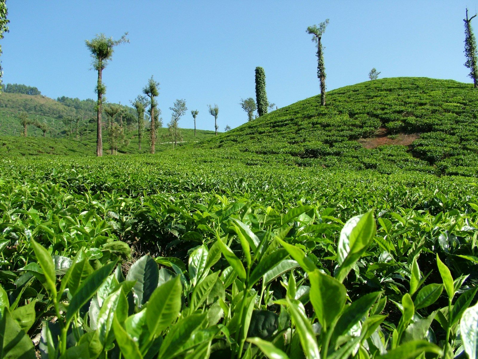 Tea fields with a hill in the background, Sreemangal, Bangladesh
