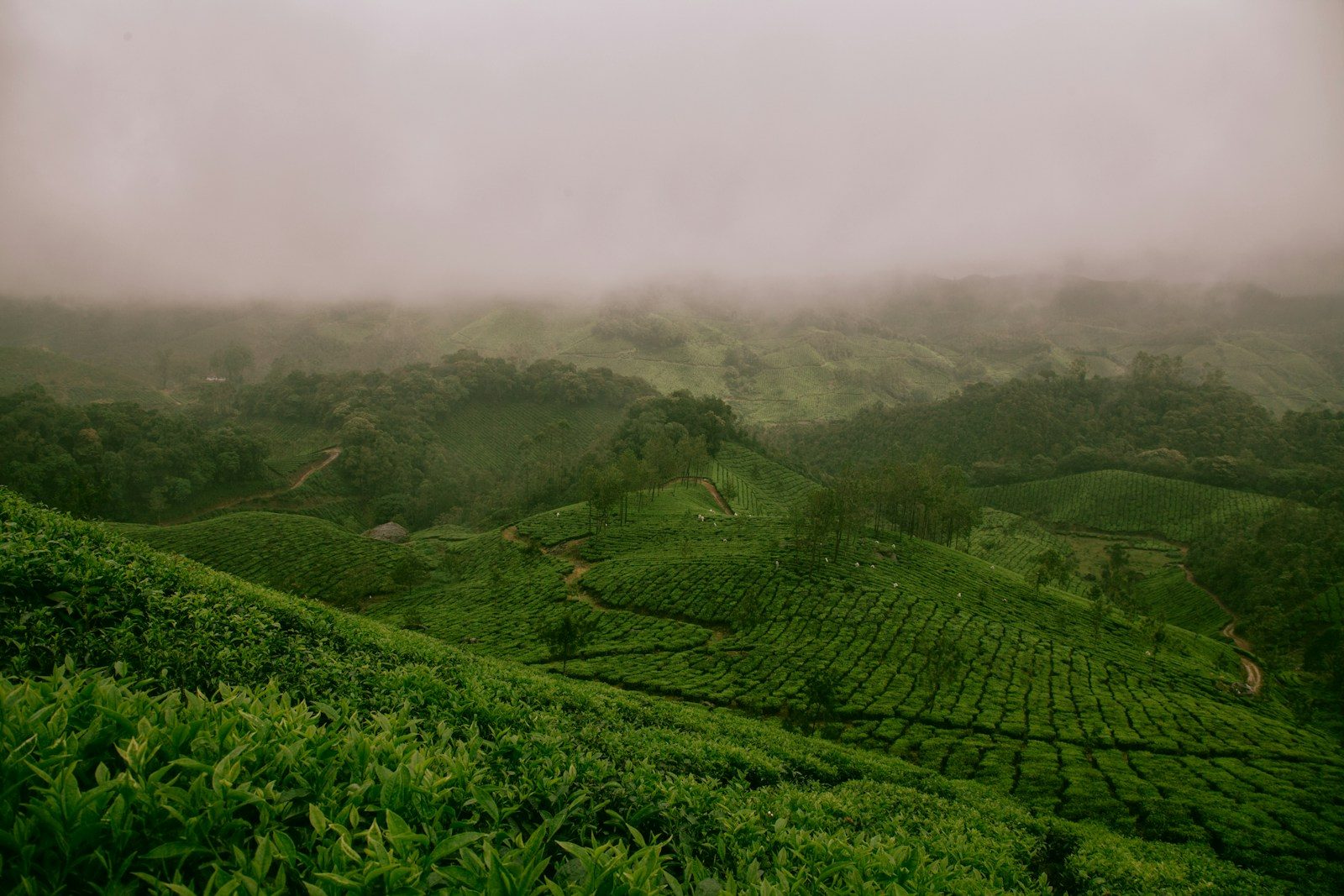 Rolling tea-garden hills in Sreemangal, Bangladesh