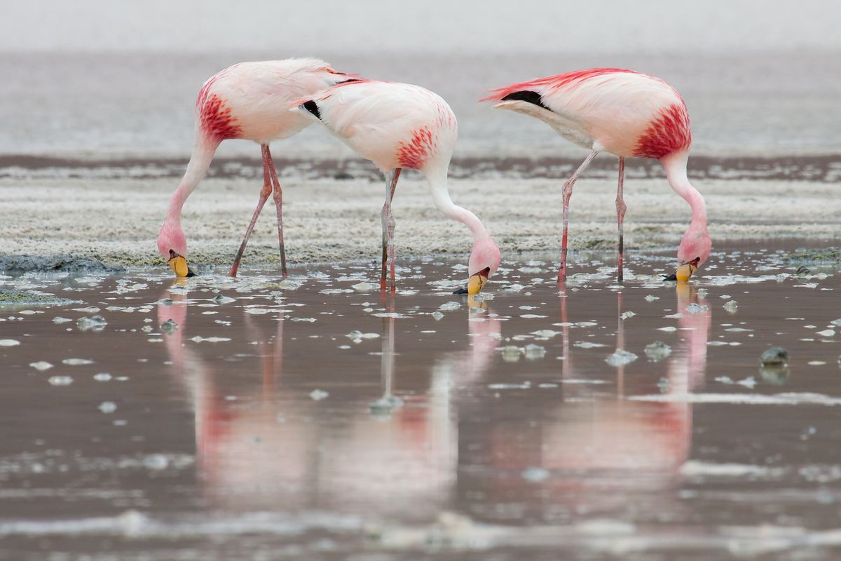 James's flamingos on the altiplano lagoons, Bolivia