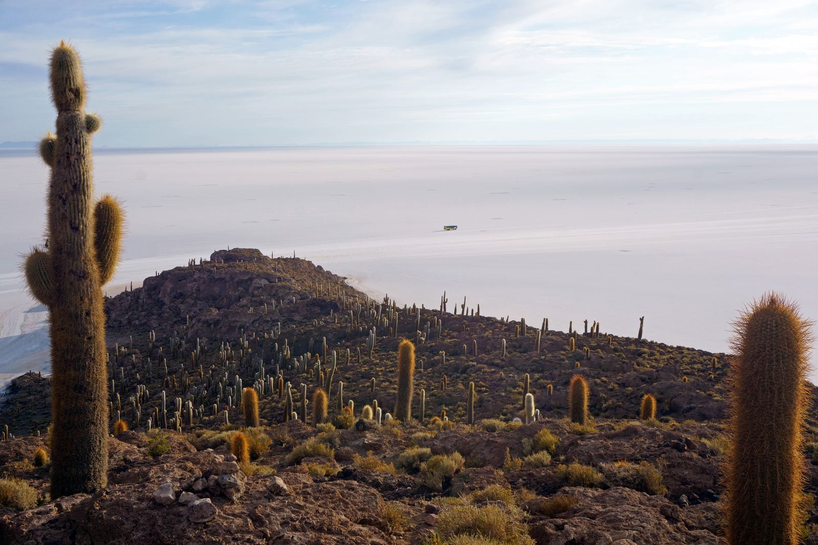 Giant cacti on Isla Incahuasi in the Salar de Uyuni, Bolivia