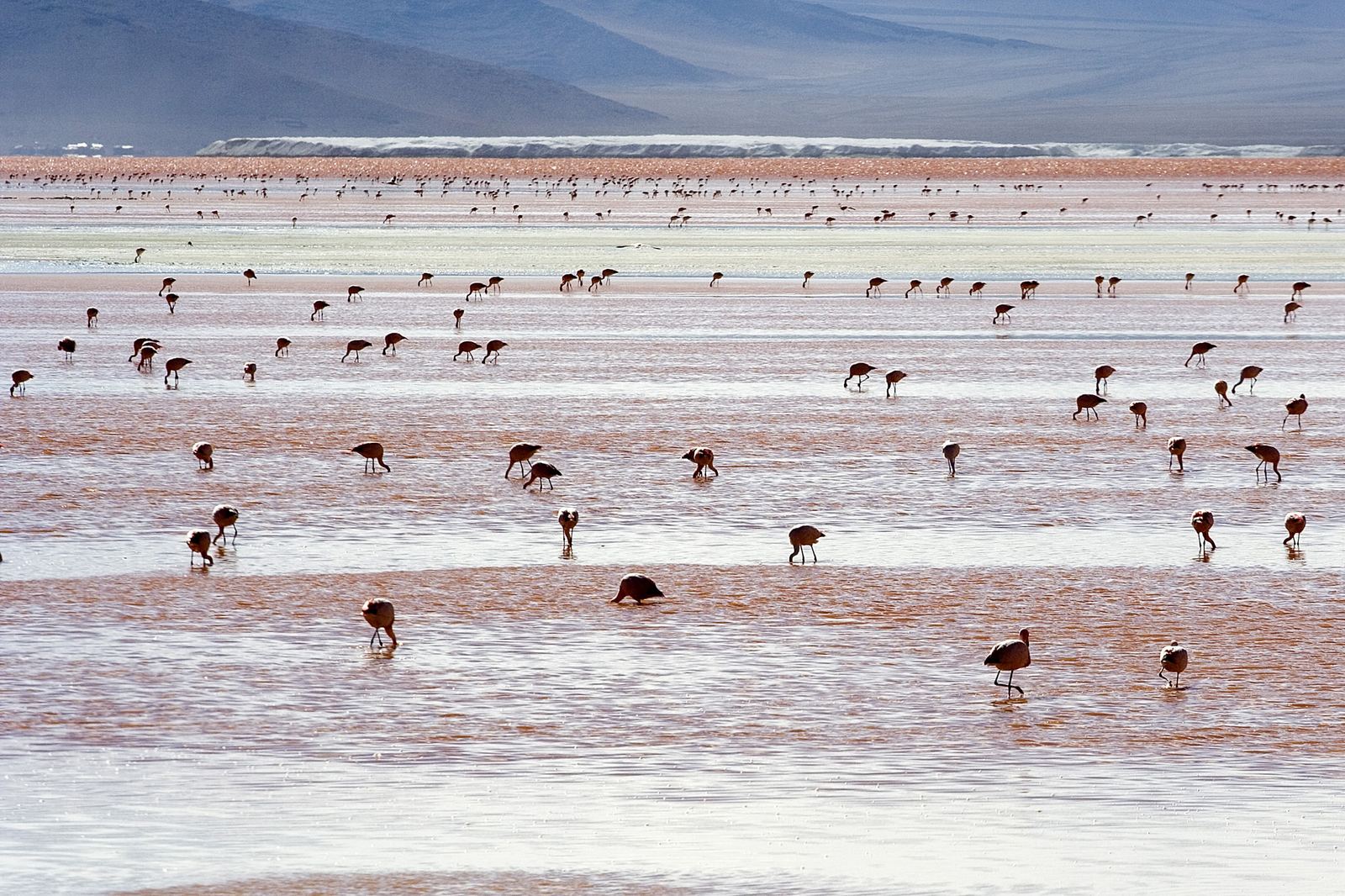 The blood-red waters of Laguna Colorada, Bolivia