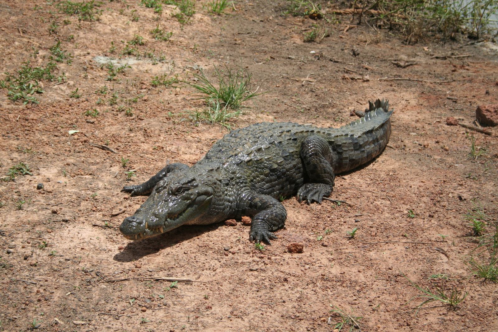 A sacred crocodile at Bazoulé, Burkina Faso