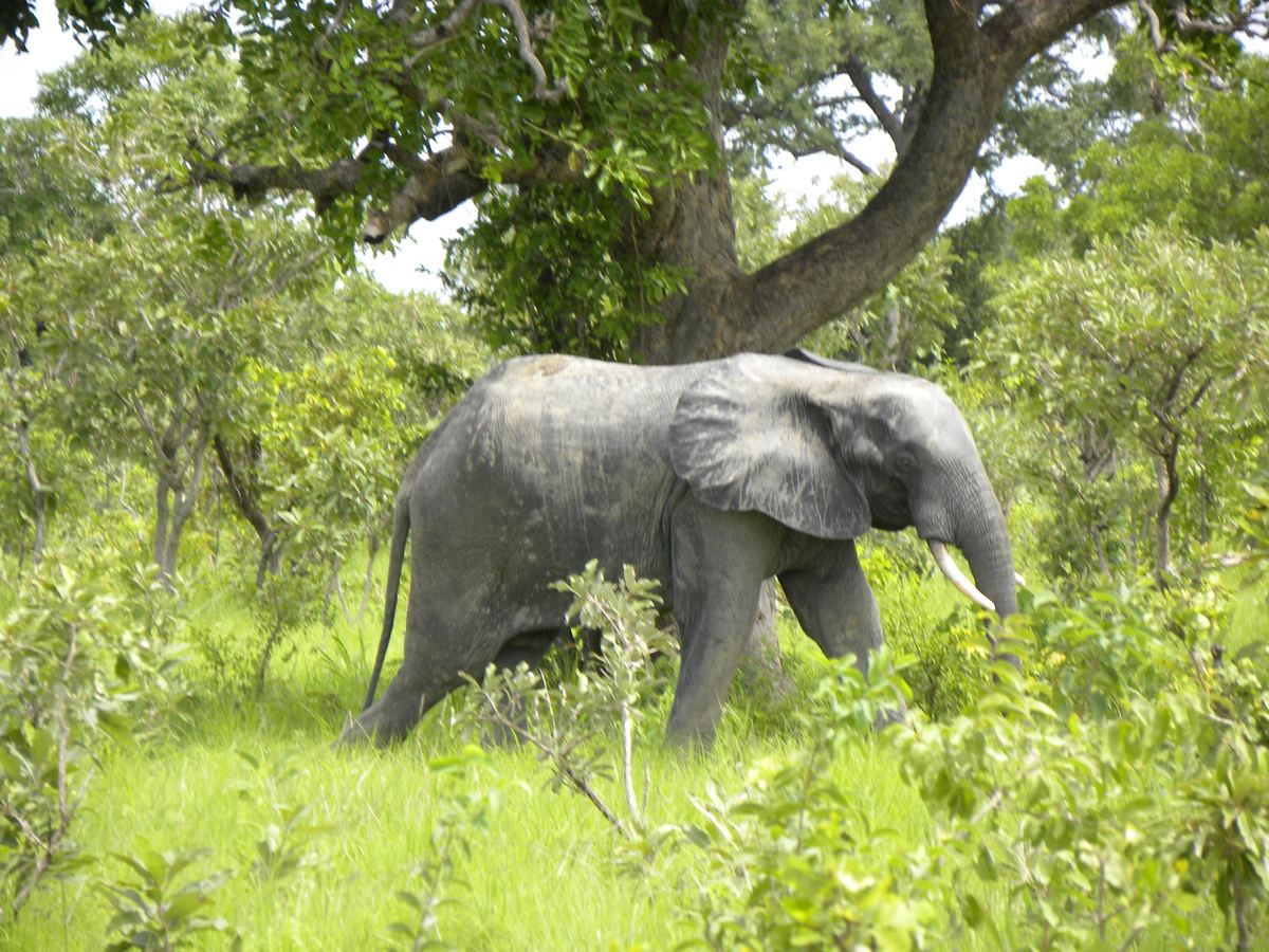 A savanna elephant at Nazinga Ranch, Burkina Faso