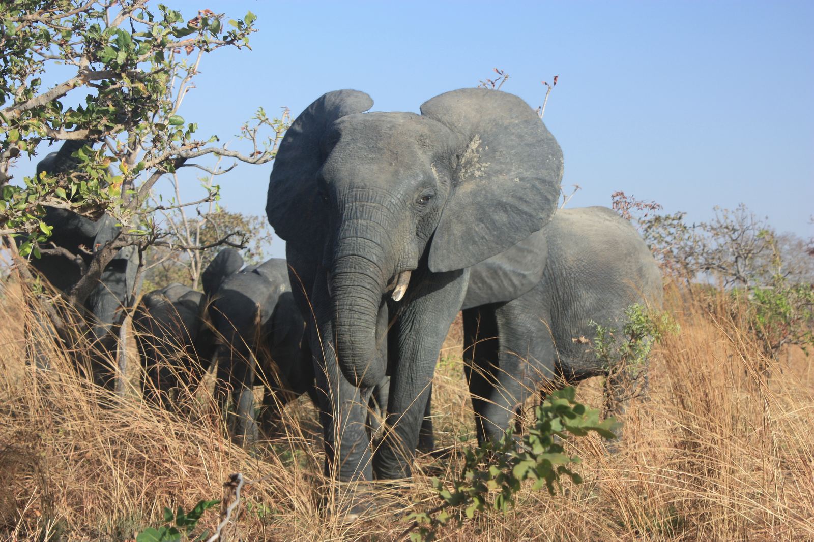 An elephant at Nazinga Ranch, Burkina Faso