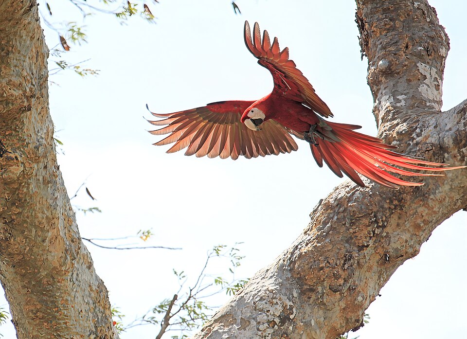 A scarlet macaw in flight, Costa Rica