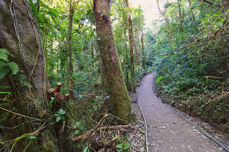 A trail through the Monteverde cloud forest, Costa Rica