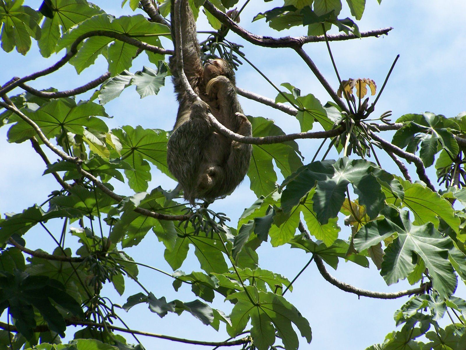 A sloth resting in the canopy, Costa Rica