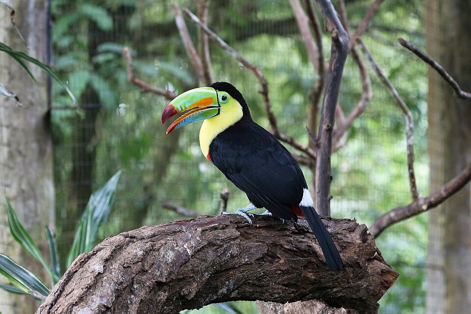 A keel-billed toucan in the Costa Rican rainforest