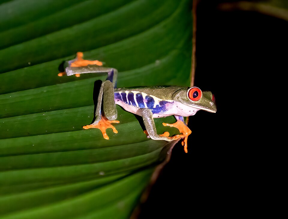 A red-eyed tree frog, an emblem of Costa Rica's rainforests