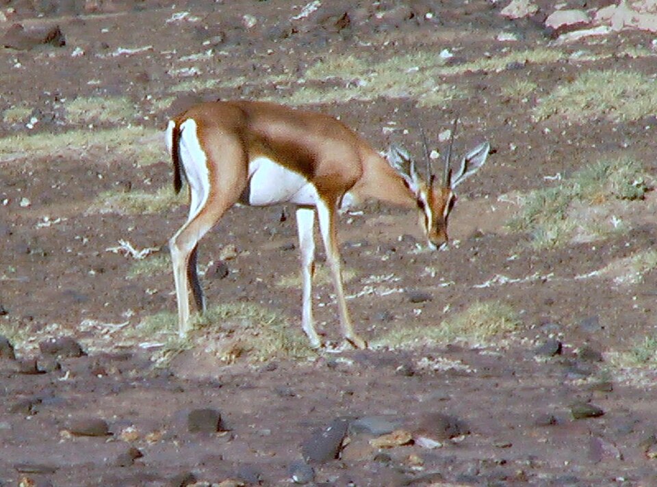 A dorcas gazelle in the scrub near Lake Abbé, Djibouti