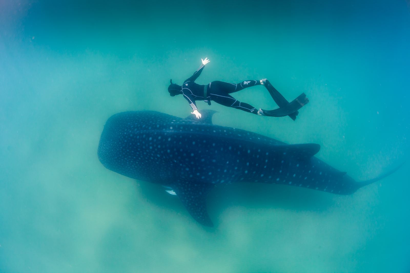 A whale shark cruising near the surface