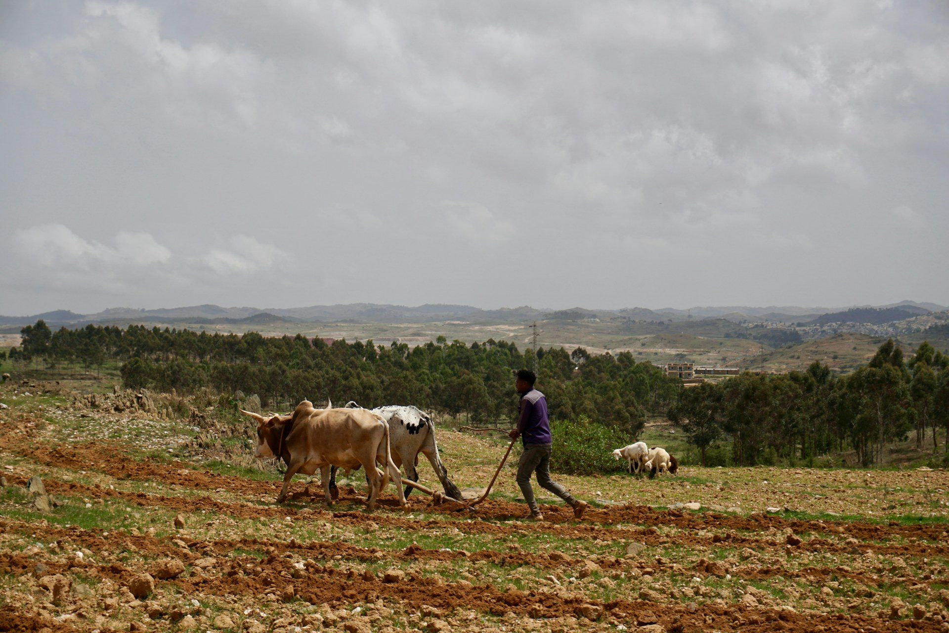 Eritrean farmer plowing the highlands with oxen, Asmara region
