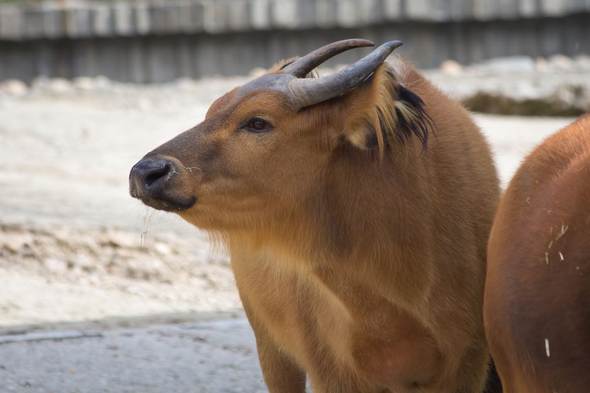 A forest buffalo in the grasslands of Lopé, Gabon