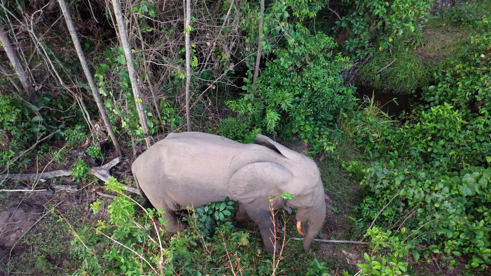 A forest elephant seen from above in the Gabonese rainforest