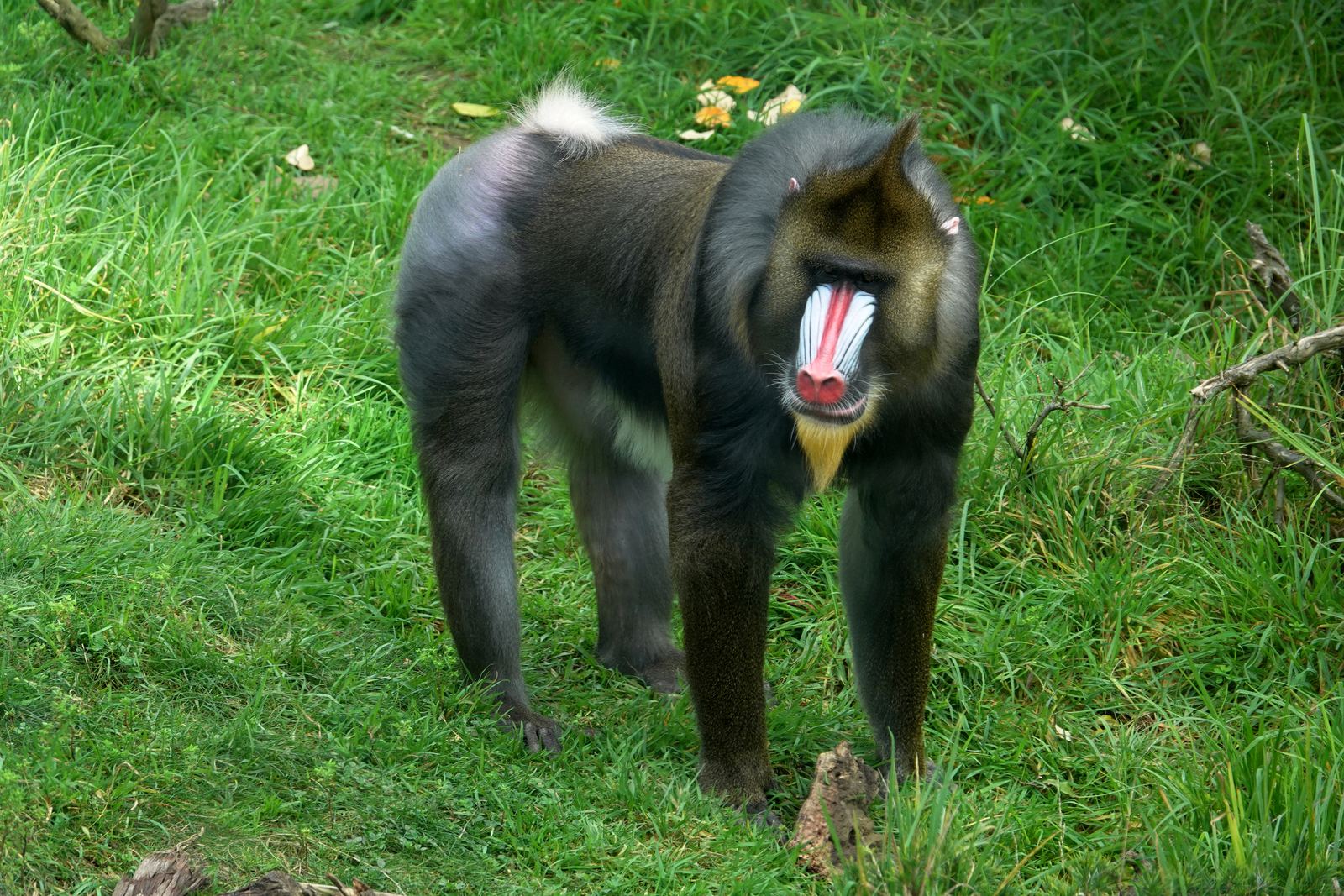 A male mandrill, the world's largest monkey, in the Gabonese rainforest