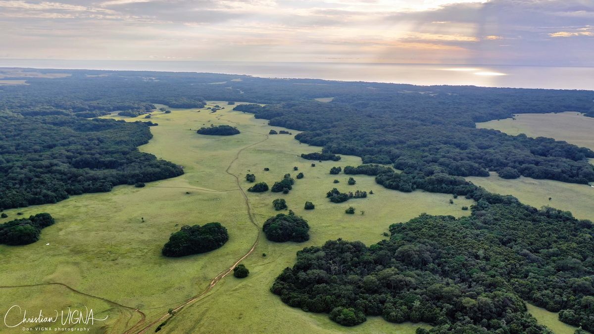Savanna fingers lacing through the Gabonese rainforest