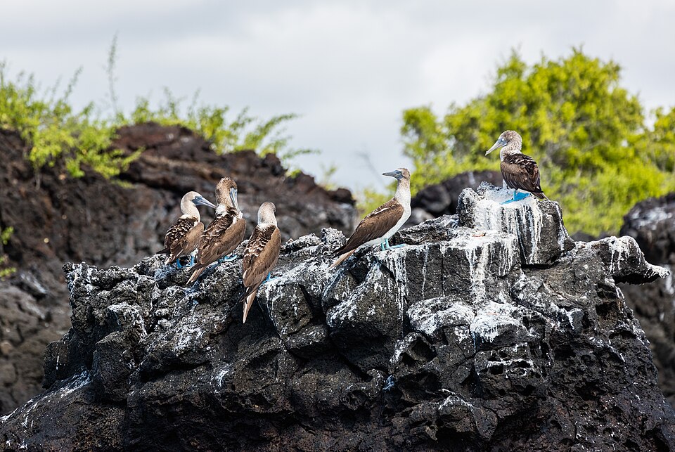 A blue-footed booby in the Galápagos Islands