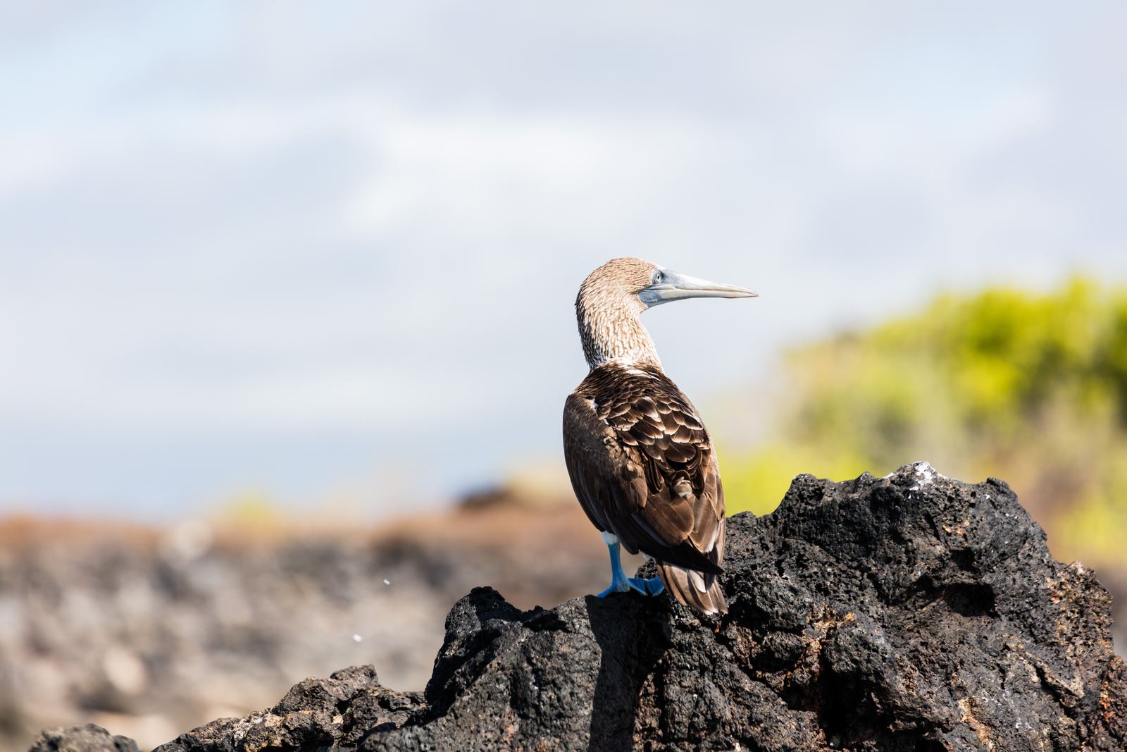 A blue-footed booby on black lava, Galápagos