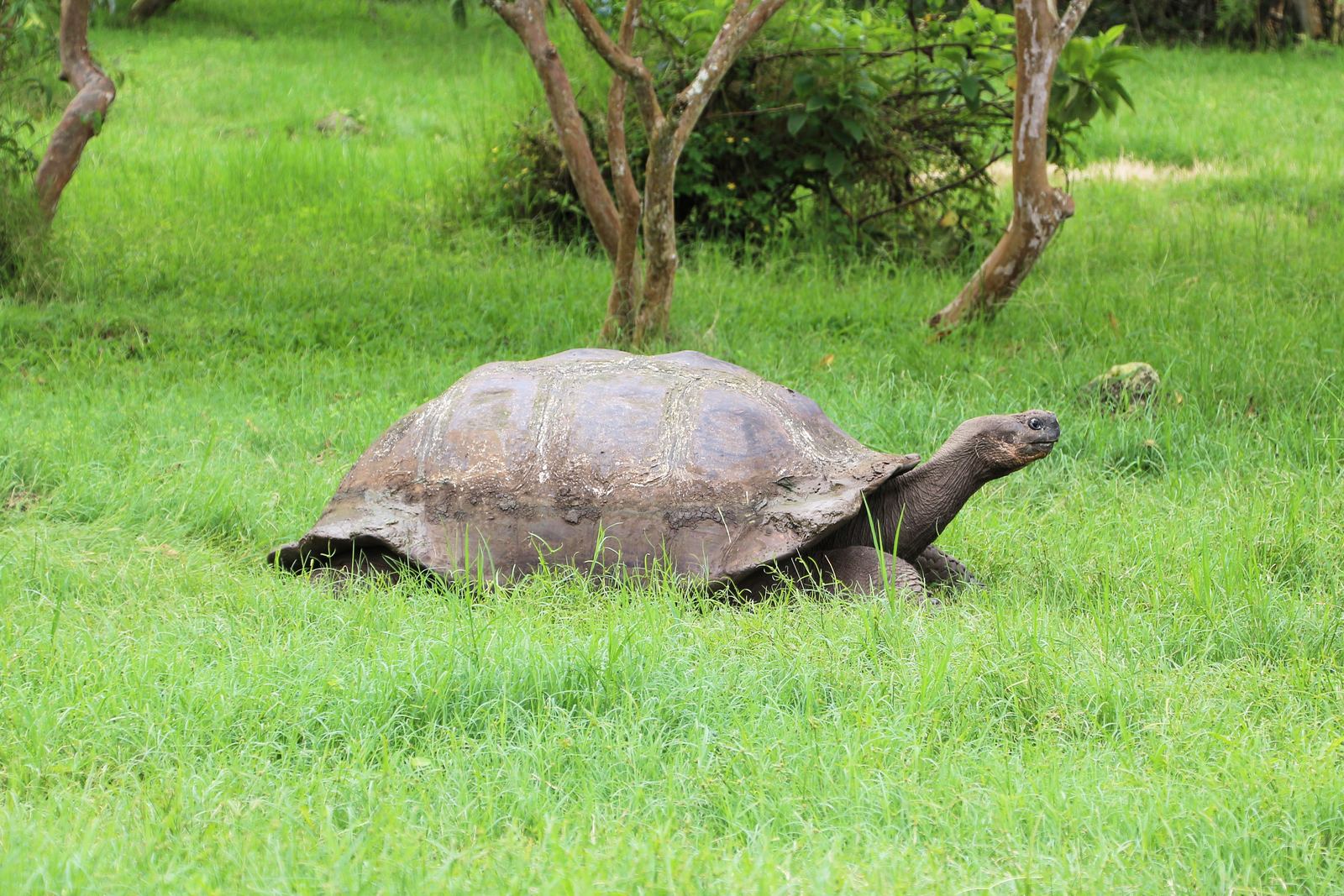 A Galápagos giant tortoise in the green highlands of Santa Cruz