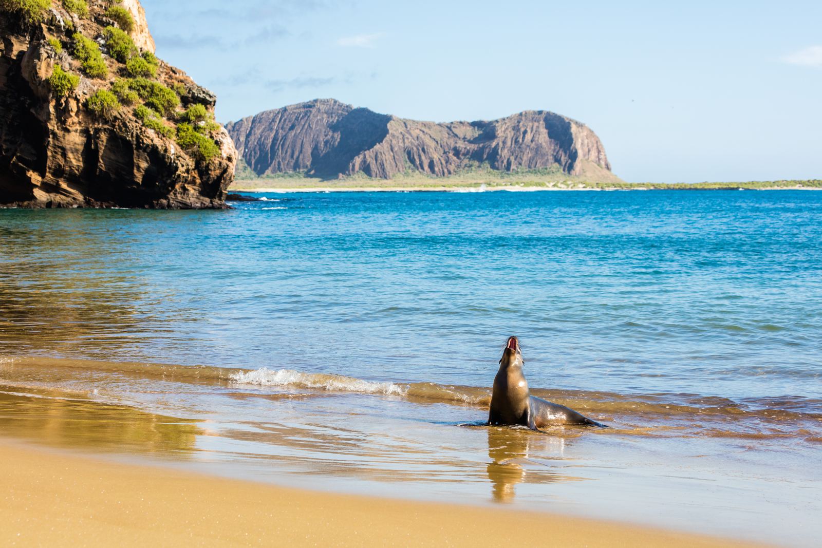 A Galápagos sea lion in the surf at Punta Pitt, San Cristóbal