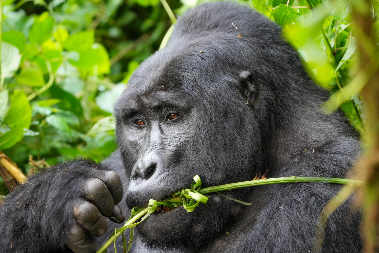 A silverback mountain gorilla feeding in the forest, Bwindi, Uganda
