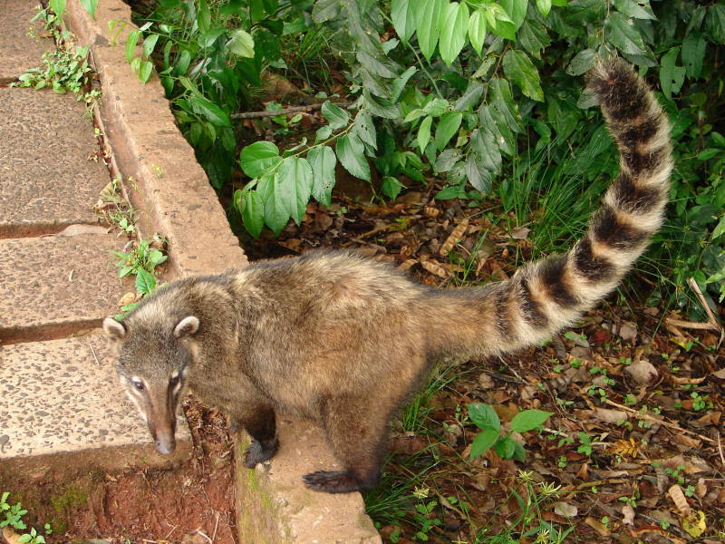 A coati on the forest trails at Iguazú Falls